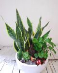 虎尾蘭桌上組合盆栽Elegant Snake Plant